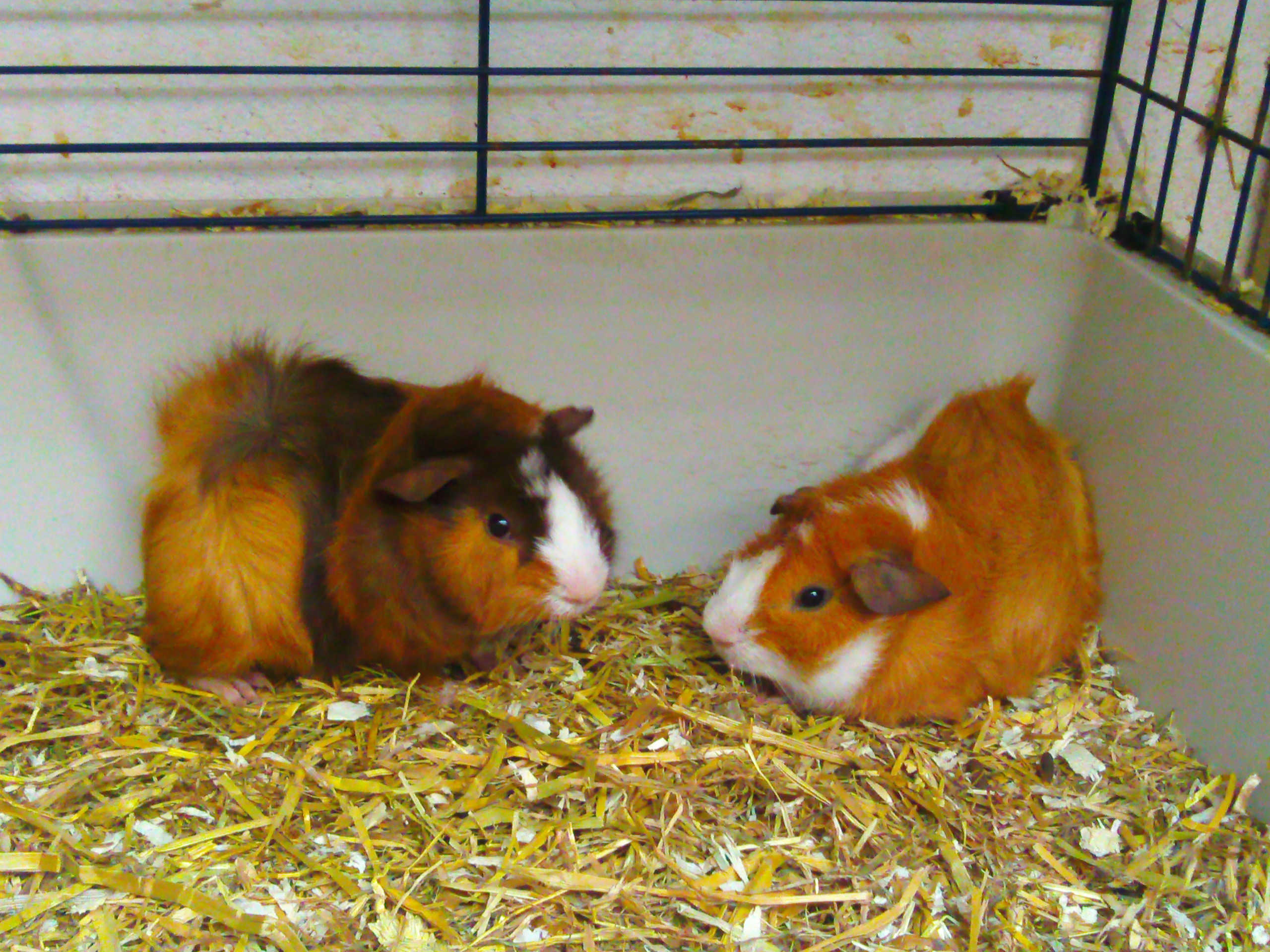 Abyssinian Guinea Pigs